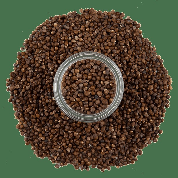 Grains of Paradise